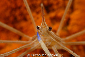 Da craw!
Taken with 10x Subsee lens by Suzan Meldonian 